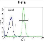 ADP-Ribosylhydrolase Like 2 (ADPRHL2) Antibody