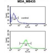 Progonadoliberin 2 (GNRH2) Antibody