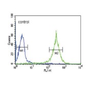 Platelet-Activating Factor Acetylhydrolase (PLA2G7) Antibody