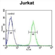 Ring Finger Protein 8 (RNF8) Antibody