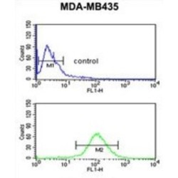 Nuclear Prelamin A Recognition Factor Like (NARFL) Antibody