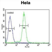 Alanine Glyoxylate Aminotransferase 2 (AGXT2) Antibody