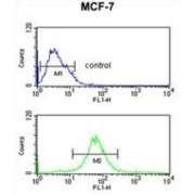 RT25 Antibody