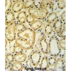RT25 Antibody