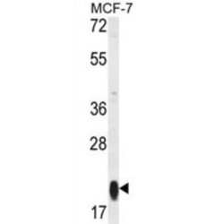RT25 Antibody