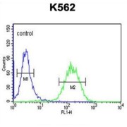 Long-Chain-Fatty-Acid-CoA Ligase ACSBG2 (ACBG2) Antibody