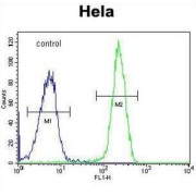 Forkhead Box K1 (FOXK1) Antibody