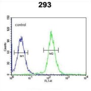 Cell Division Cycle 45 (CDC45L) Antibody