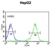 Pyrroline-5-Carboxylate Reductase 1, Mitochondrial (PYCR1) Antibody