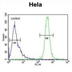 U3 Small Nucleolar Ribonucleoprotein Protein IMP3 (IMP3) Antibody