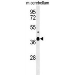 CC058 Antibody