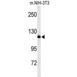 Neural Precursor Cell Expressed, Developmentally Down-Regulated 4, E3 Ubiquitin (NEDD4) Antibody