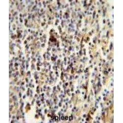 T-Cell Surface Glycoprotein Cd1E, Membrane-Associated (CD1E) Antibody