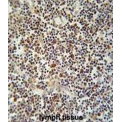 CMRF35-Like Molecule 1 (CLM1) Antibody