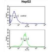 Arginine-Glutamic Acid Dipeptide Repeats Protein (RERE) Antibody
