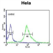 DEAD (Asp-Glu-Ala-Asp) Box Polypeptide 49 (DDX49) Antibody