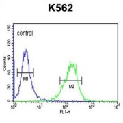 Delta-Like Protein 4 (DLL4) Antibody