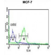 TATA Box Binding Protein Associated Factor 2 (TAF2) Antibody