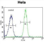 Polypeptide N-Acetylgalactosaminyltransferase 5 (GALNT5) Antibody