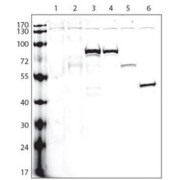 V5 Tag Antibody