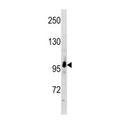 WB analysis of A549 cell line lysates (35 µg/lane), using RUNDC2A antibody.