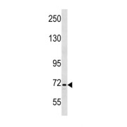Integrator Complex Subunit 9 (INTS9) Antibody
