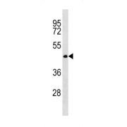 CWC27 Spliceosome Associated Protein Homolog (CWC27) Antibody