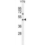 tcag7.1227 Antibody