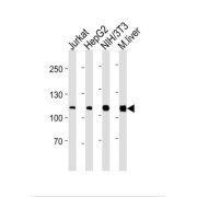 abx034782