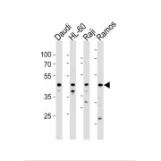 Leukocyte Immunoglobulin Like Receptor Subfamily A Member 3 (LILRA3) Antibody