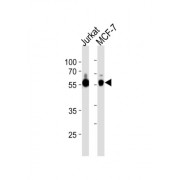 Zinc Finger Protein 434 (ZNF434) Antibody