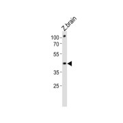 DANRE pou3f3a Antibody