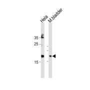 Protein Shisa-Like-2A (FAM159A) Antibody