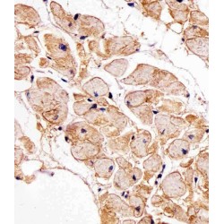 Sarcospan (SSPN) Antibody