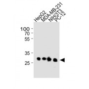 Bcl-2-Like Protein 1 (BCL2L1) Antibody