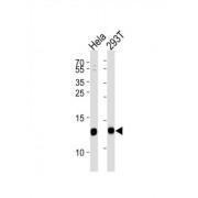 Vesicle-Associated Membrane Protein 8 (VAMP8) Antibody