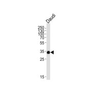 POU Class 2 Associating Factor 1 (POU2AF1) Antibody