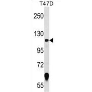 Western blot analysis of T47D cell line lysates.