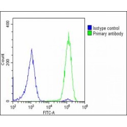 Glucose Transporter 8 / GLUT8 (SLC2A8) Antibody