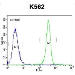 Smoothelin-Like Protein 1 (SMTNL1) Antibody