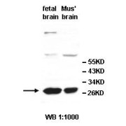 abx036026
