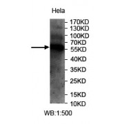 Western blot analysis of extracts of HeLa cell lysate, using USP30 antibody.