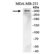 WB analysis of MDA-MB-231 cell lysates, using ZFHX3 antibody (1/500 dilution).