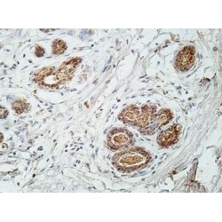 Zinc Finger Protein 595 (ZNF595) Antibody