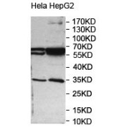 WB analysis of HeLa and HepG2 cell lysates.