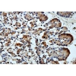 Zinc Finger Protein 792 (ZNF792) Antibody