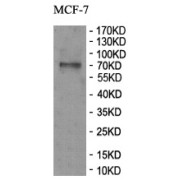 WB analysis of MCF-7 cell lysates, using ZNF792 antibody.