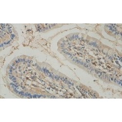 Intelectin 2 (ITLN2) Antibody