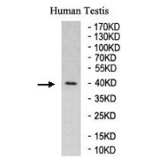 abx037210