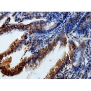 IHC-P analysis of fetal small intestine tissue, using BMP15 antibody (1/100 dilution)